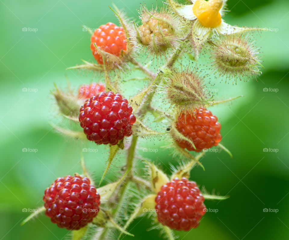 Raspberries on the vine early summer