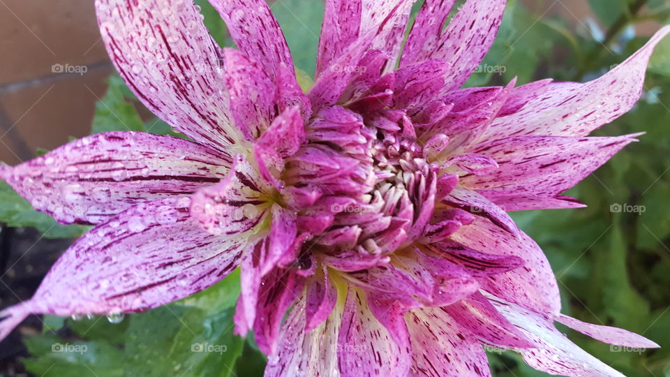 Bright purple flower