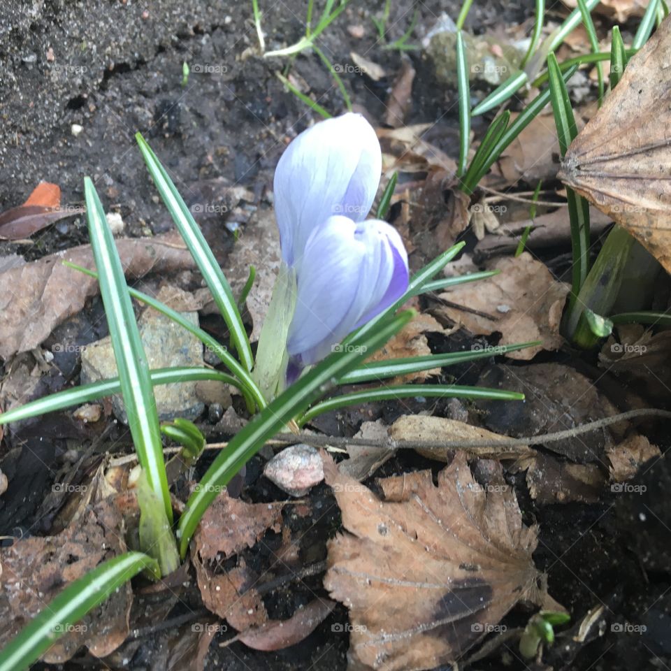 Crocus vernus/Vårkrokus