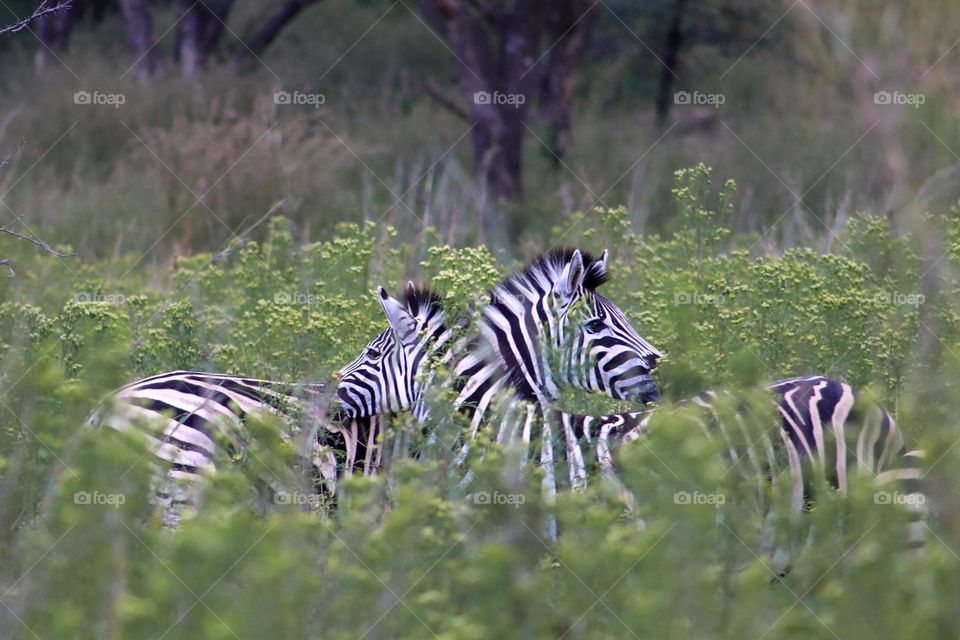 Just two Zebras in Africa