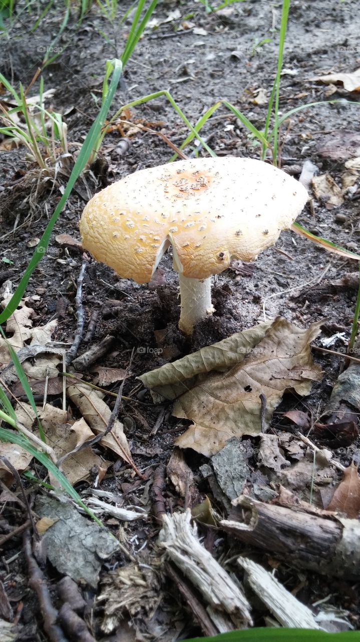 Mushroom. Walk in the woods