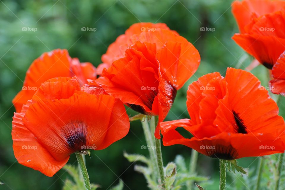 Close-up of poppy flowers