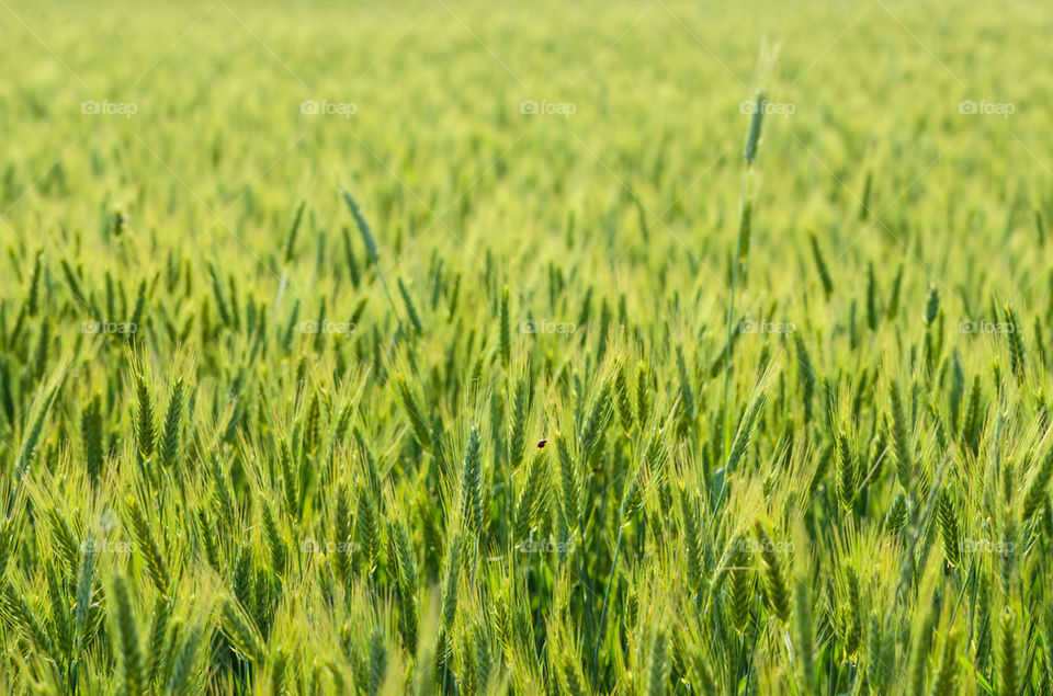 Green wheat field