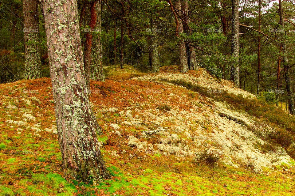 fairy pine forest in the summer, Latvian nature