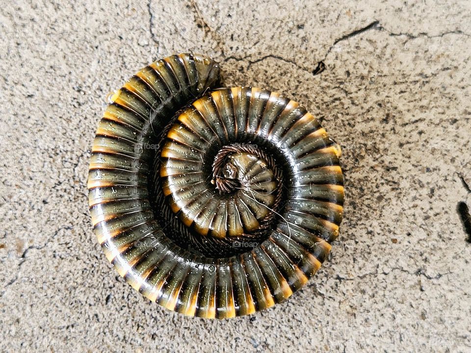 Spiral Centipede
