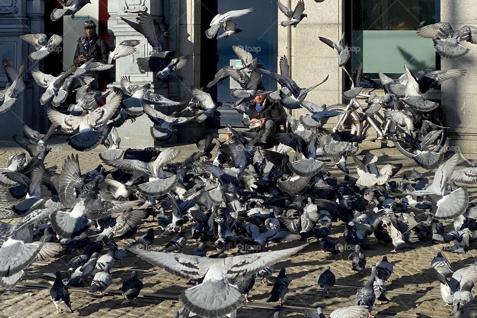 Flock of Pigeons