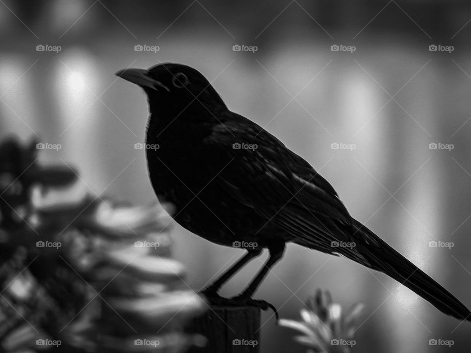 Bird's BlackandWhite
