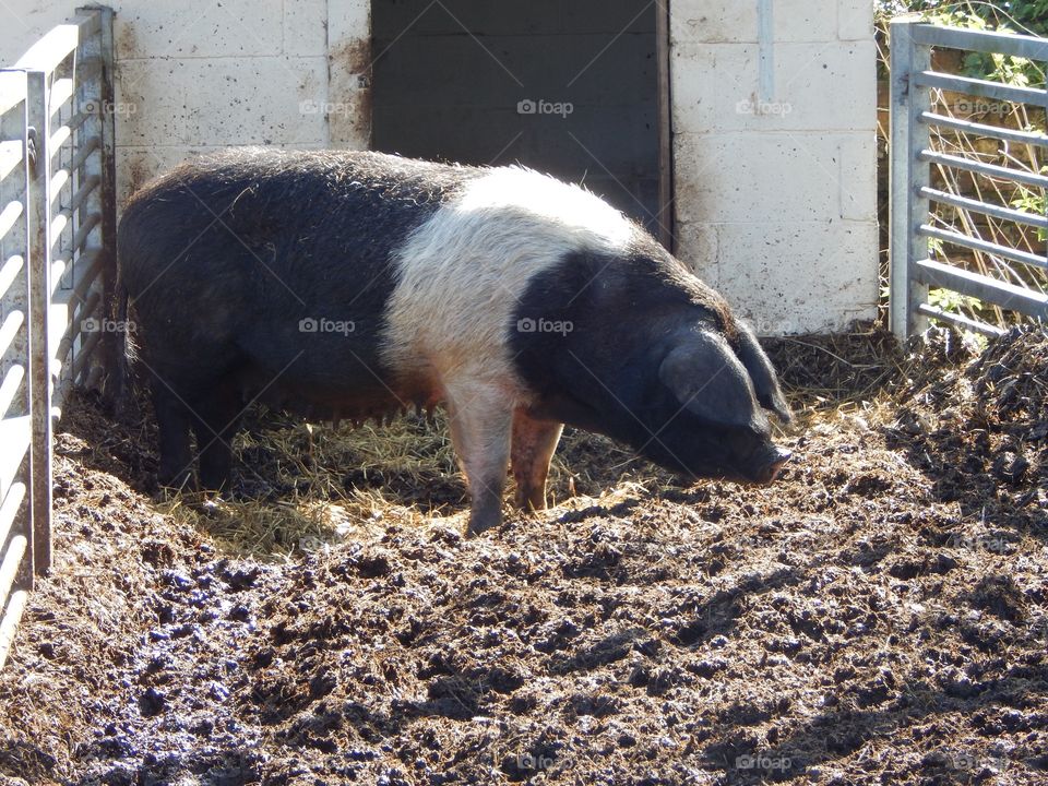 Pig on the farm