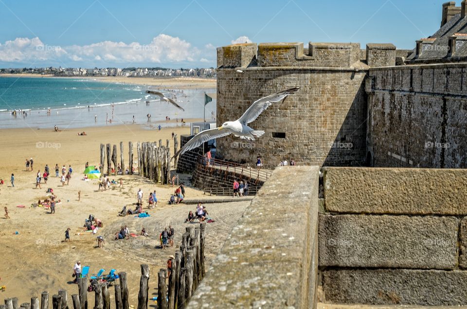 Seagull flying over the medieval wall