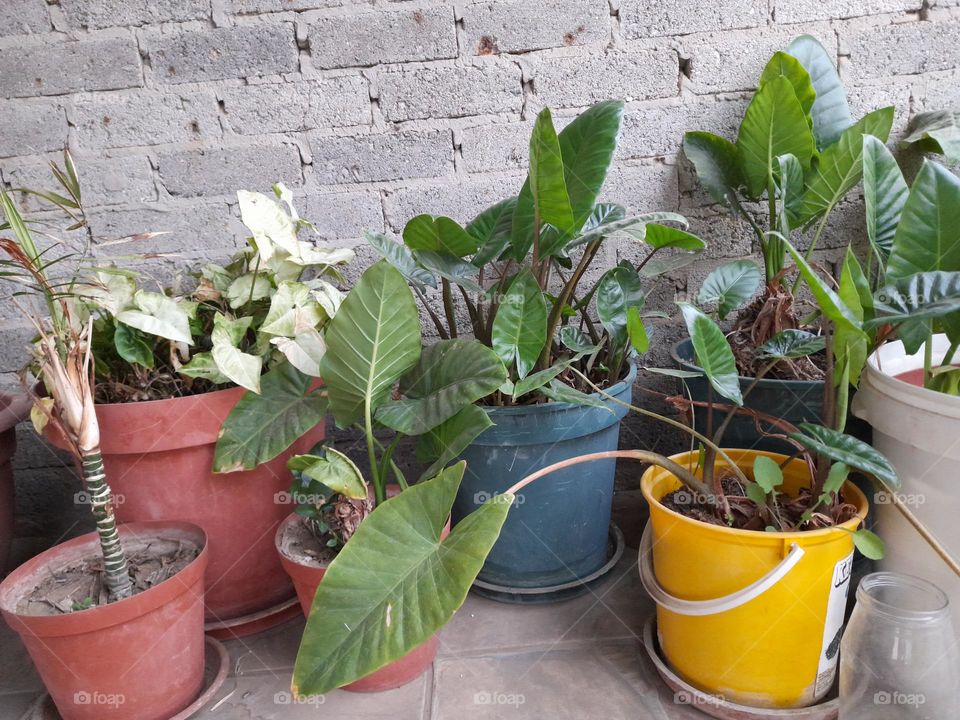 Pot plants