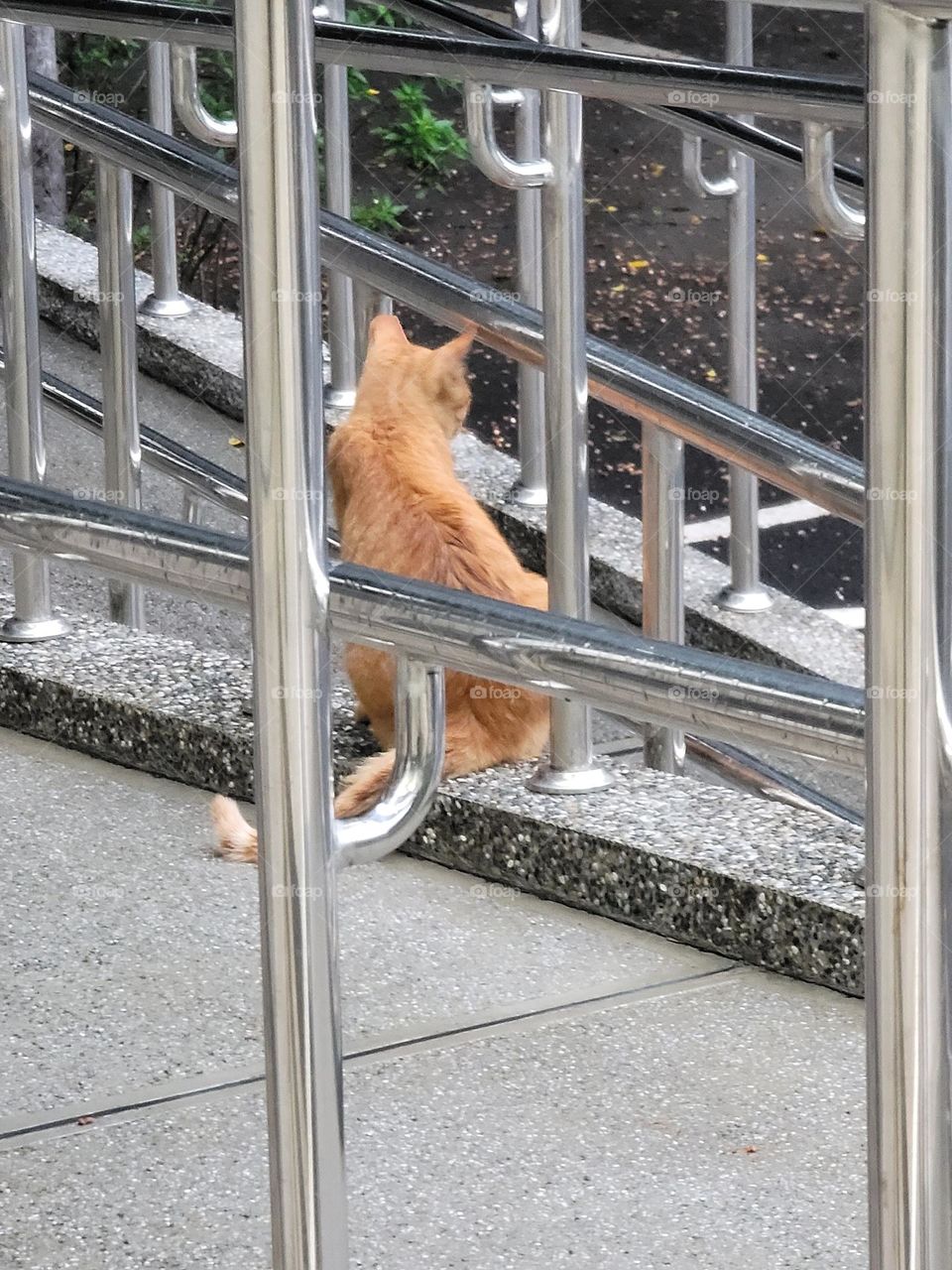 orange tabby back view