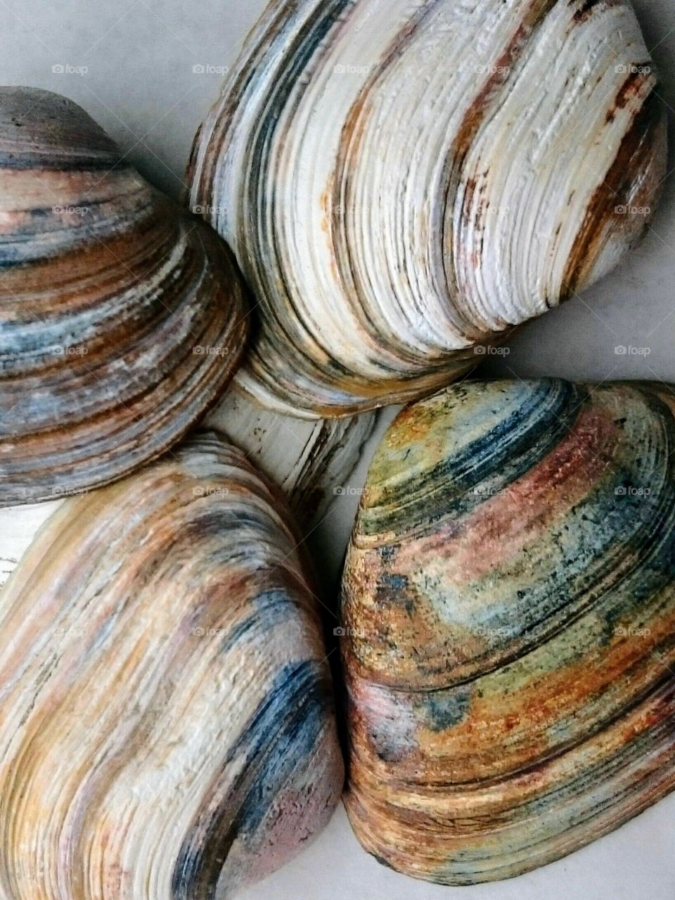 Close-up of colorful sea shell