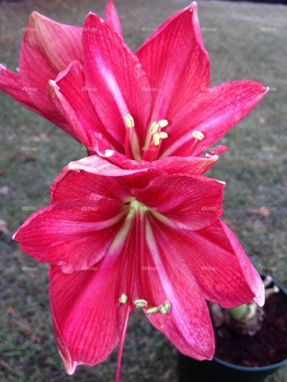 amaryllis11