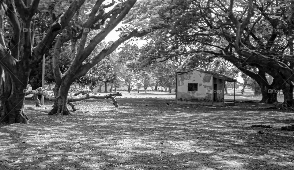 trees and the little house