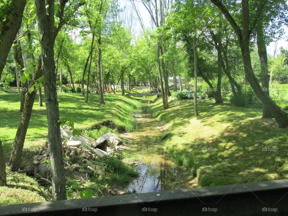 Landscape, Wood, Tree, Nature, Environment