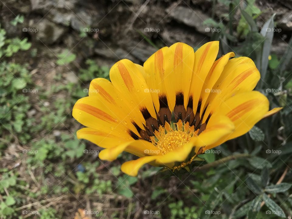 Yellow Flower 