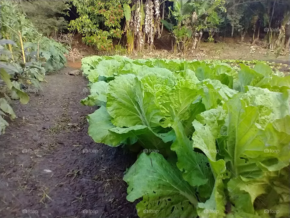 lettuce