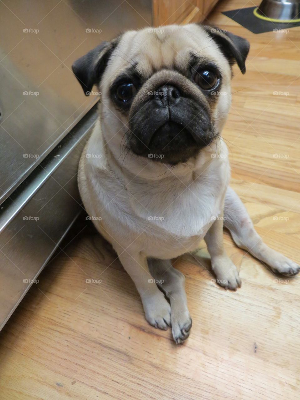 Penny waiting for her bowl.