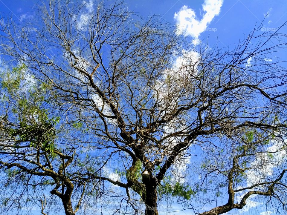 tree sky