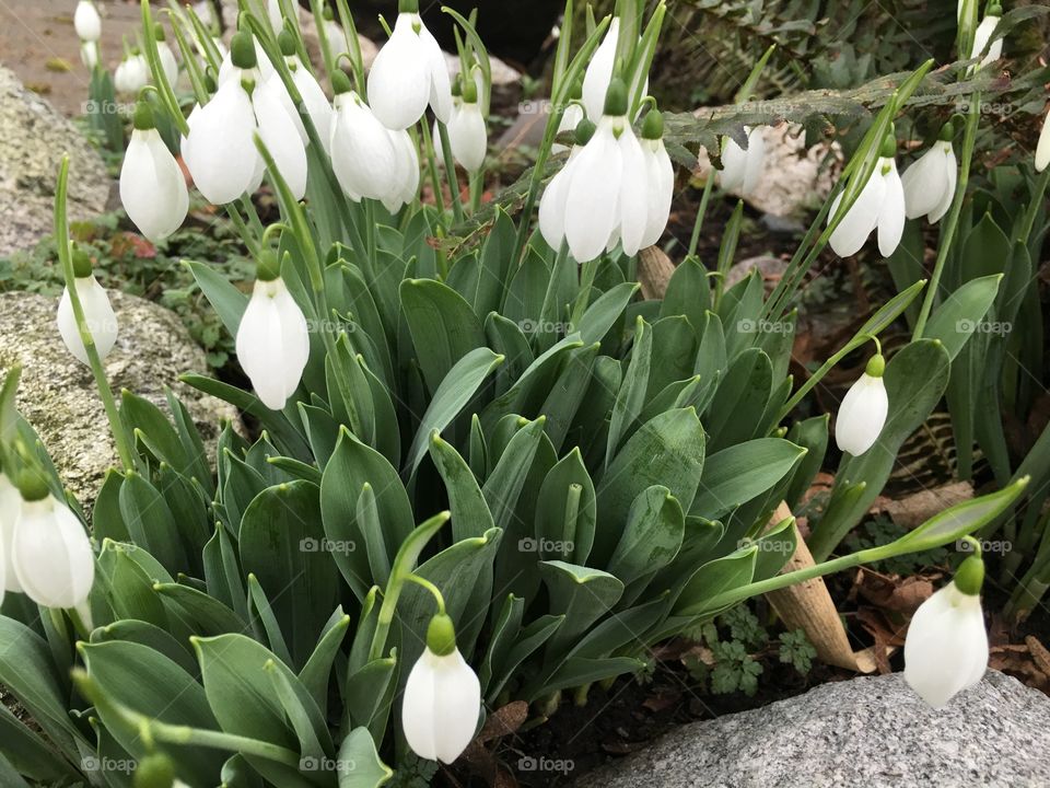 White snowdrop blooming at oudoors