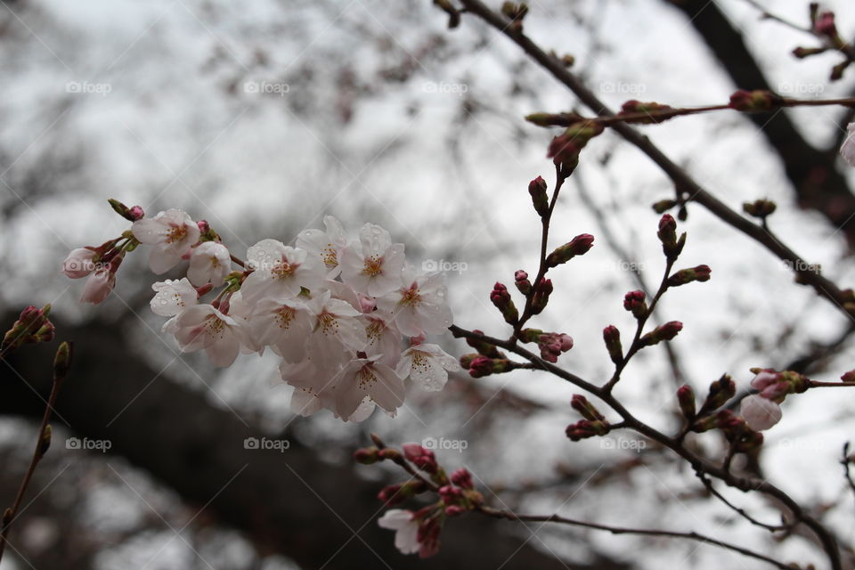 Famous Cherry Blossoms Tokyo park    Japan - March 2016