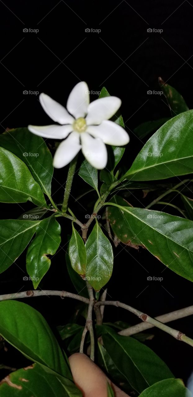 Golden Gardenia fragrant