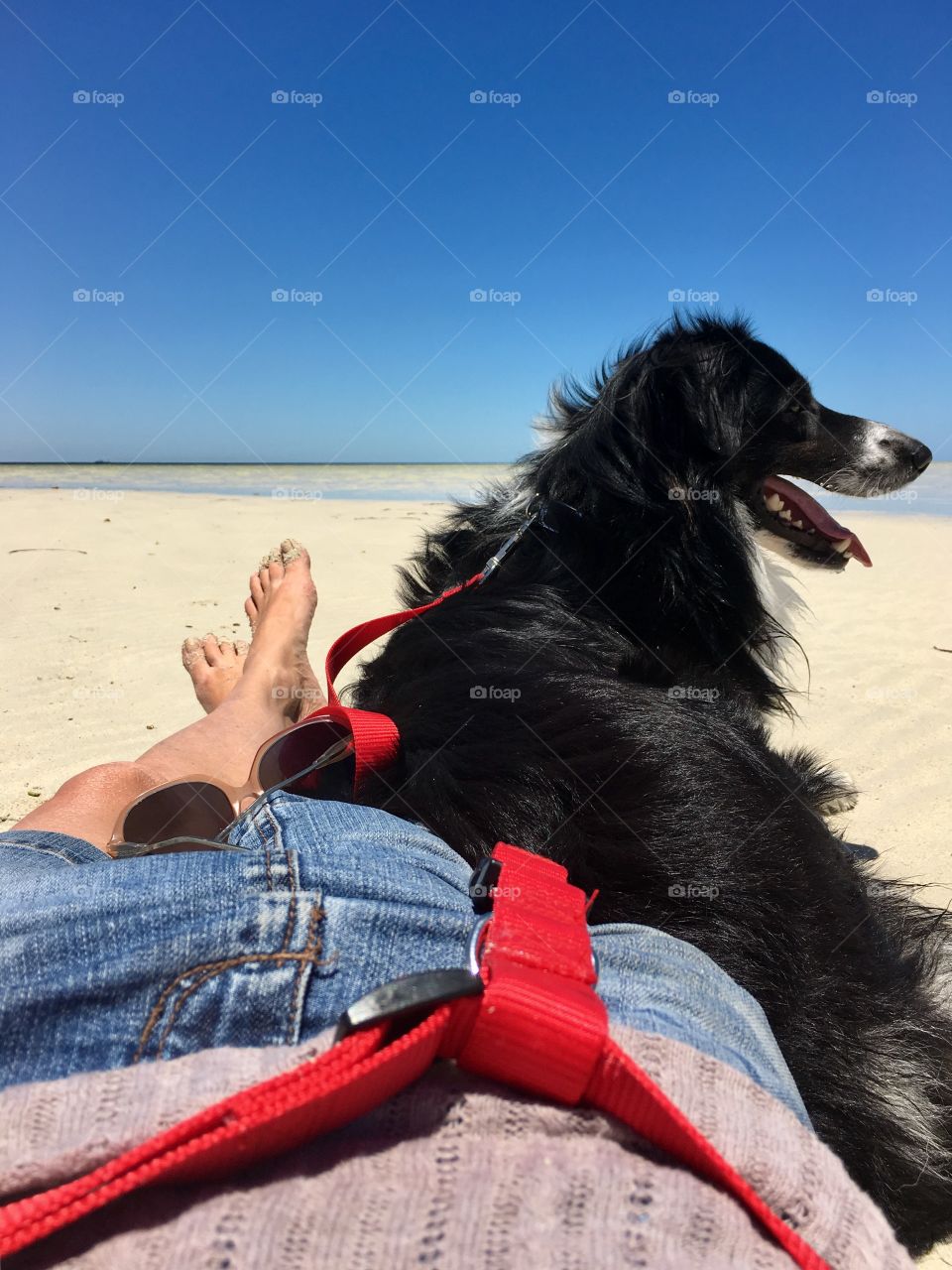 A day at the beach with Peter: my border Collie