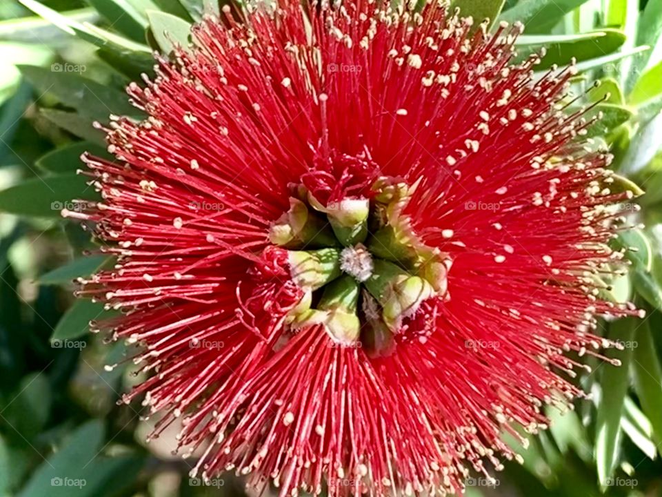 Flower power red with a punch in the city