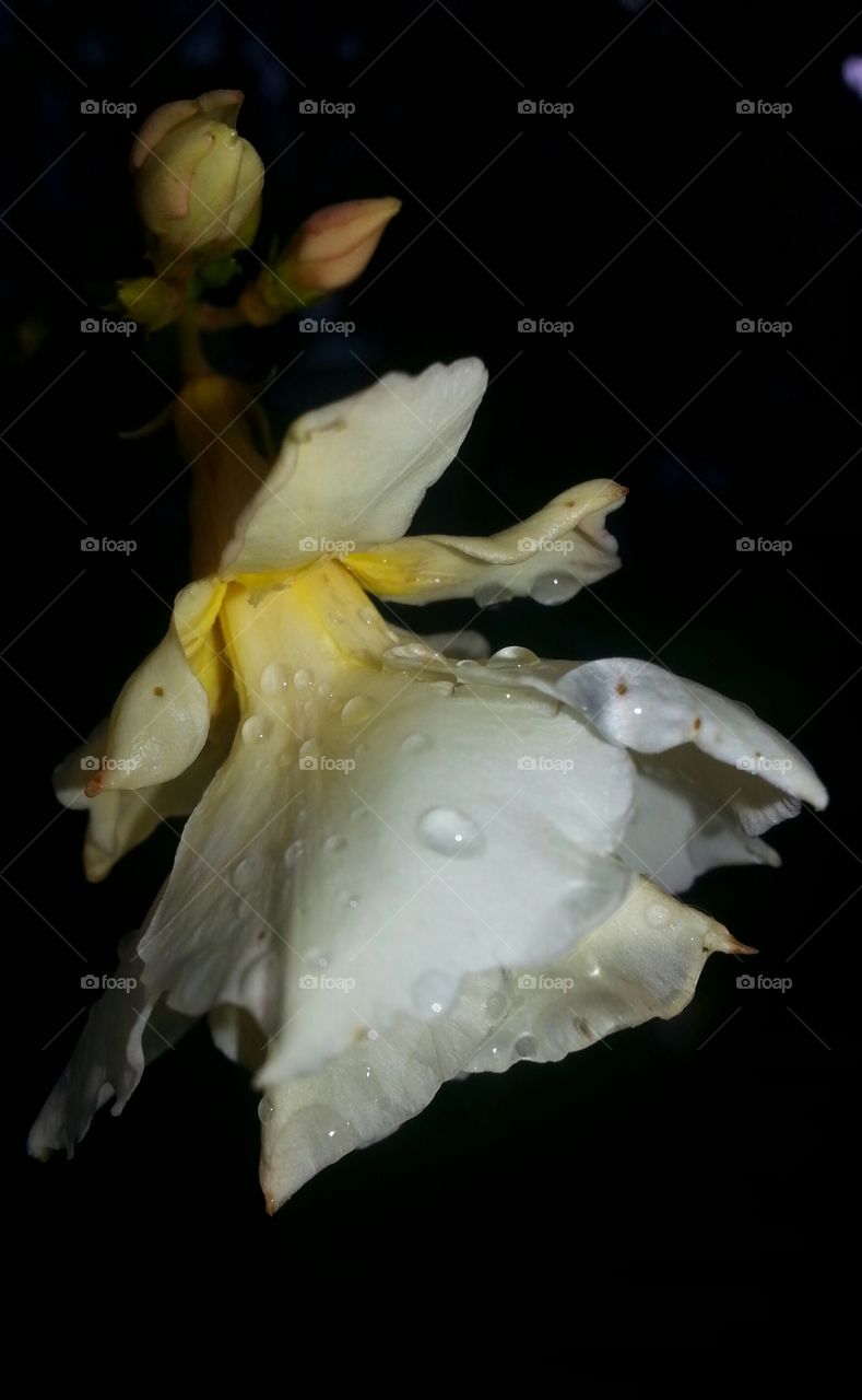 oleander in the rain