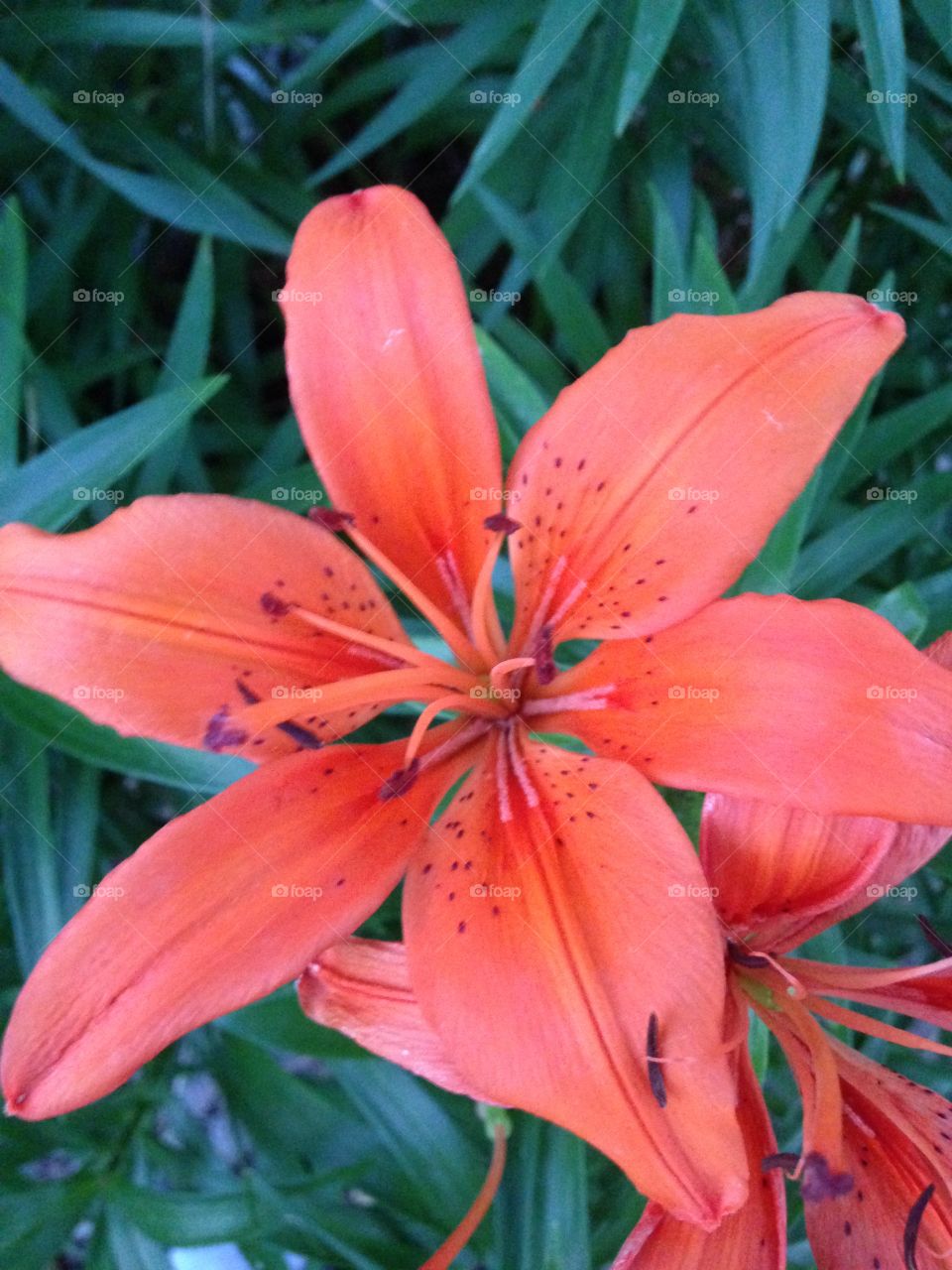 Flower Lilly