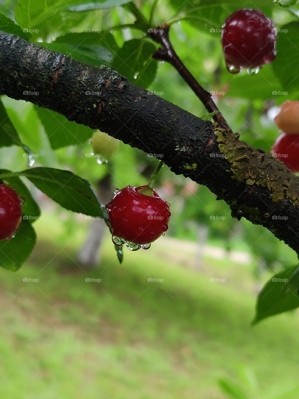 cherries