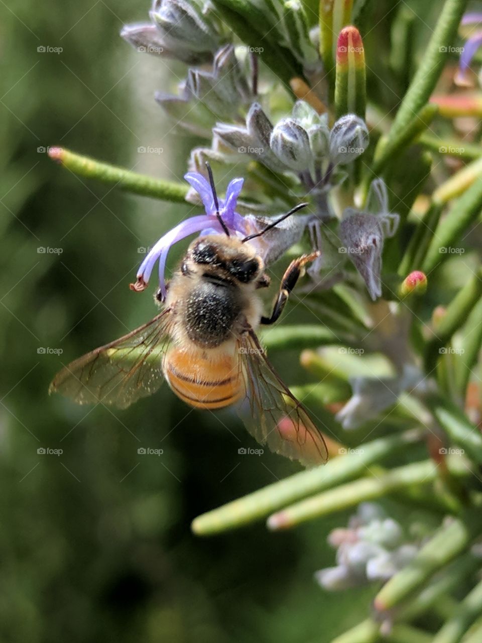 great close up of a bee & rosemary flower
