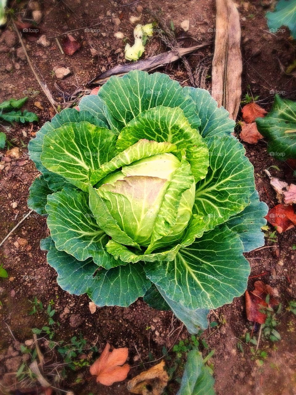 cabbage