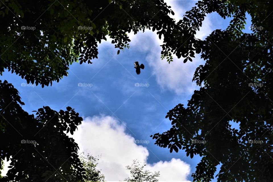 Look up in the sky. It’s a bird