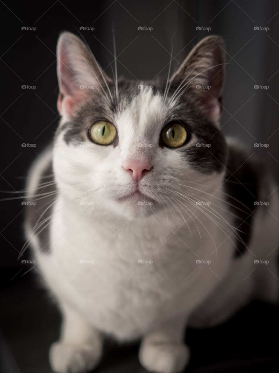 Gray and white cat close up