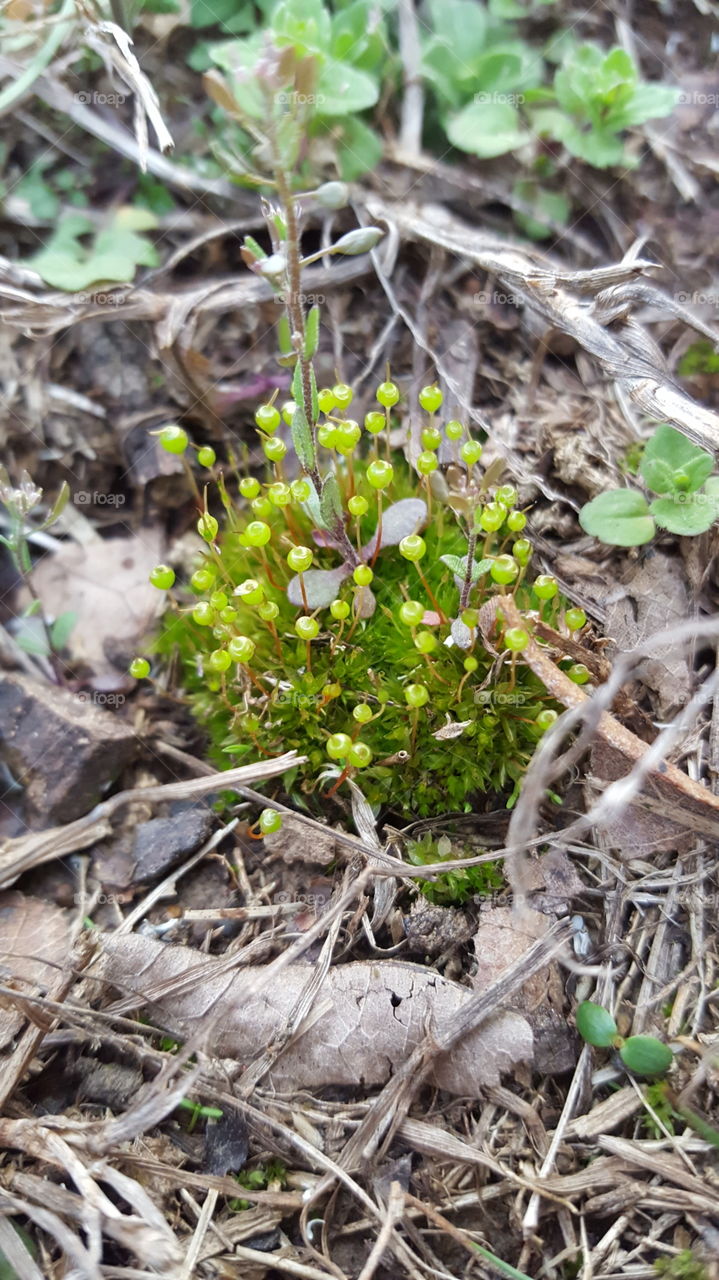 tiny green spring plant