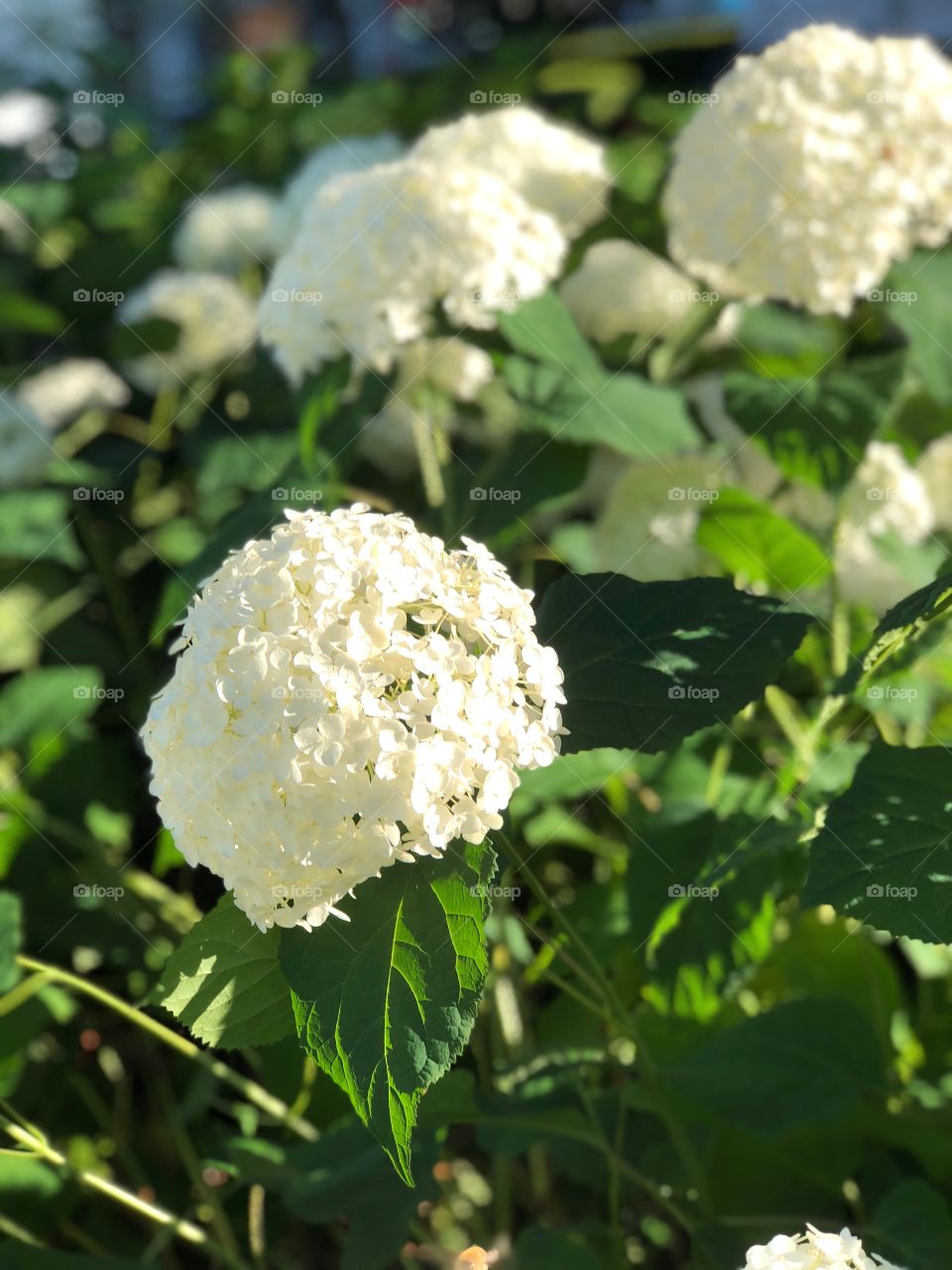 White flowers in Provincetown 