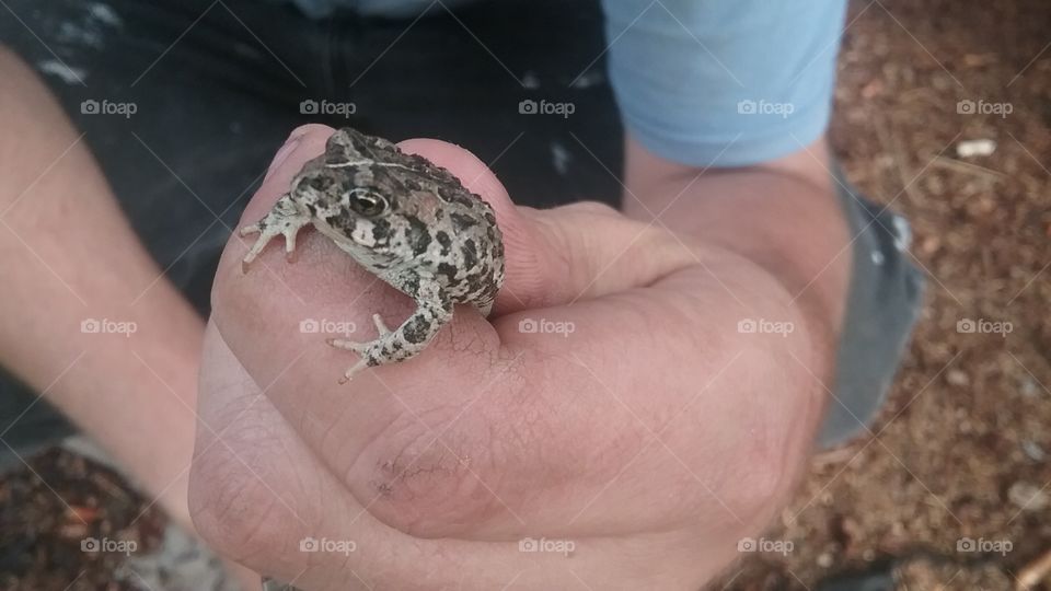 A Frog In The Hand
