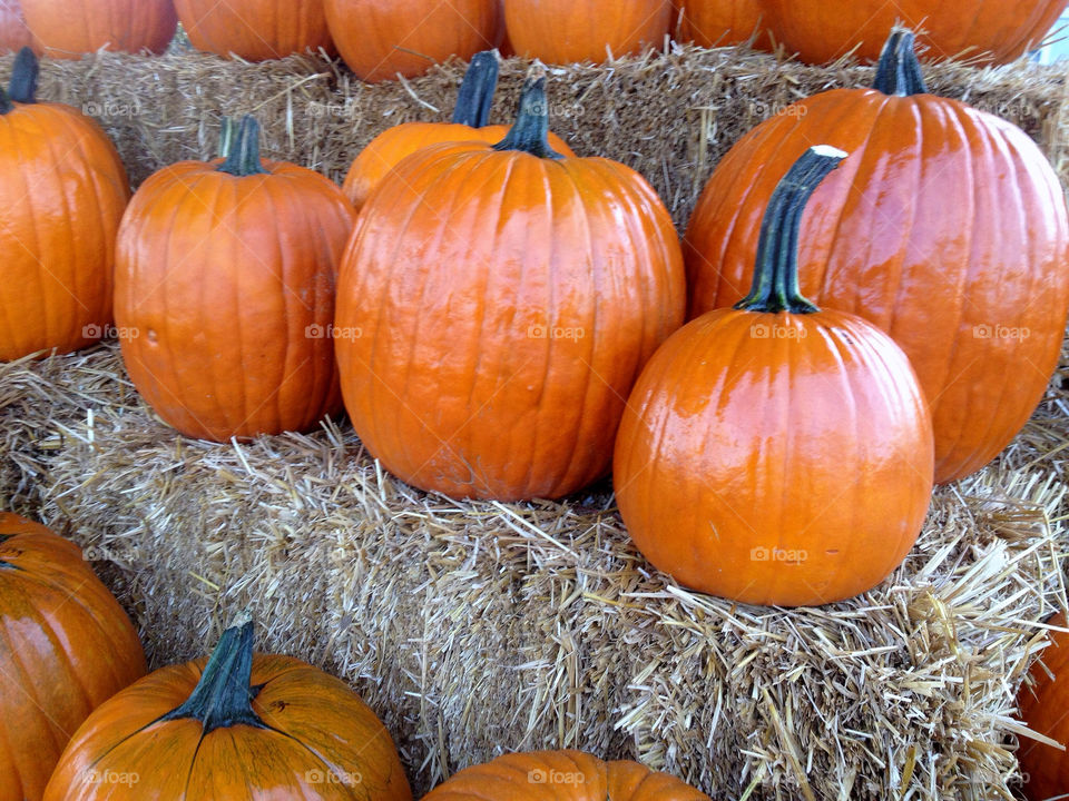 october orange fall autumn by vickikl3