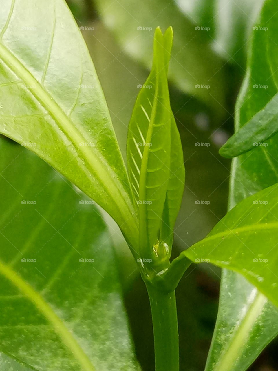 nice leaf