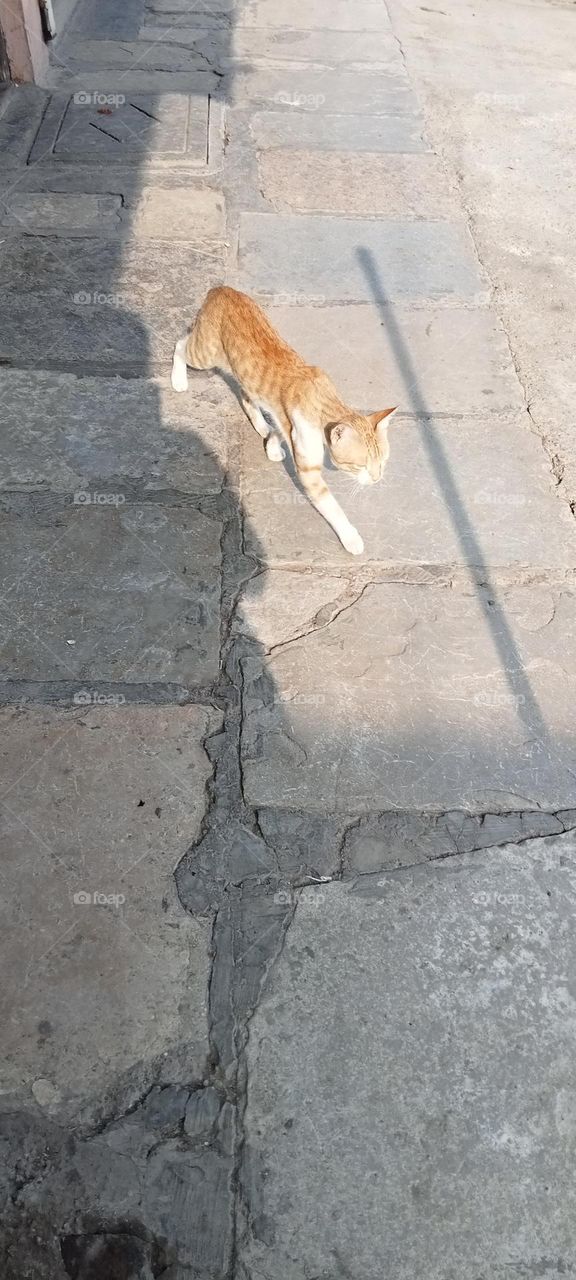 Cat 🐈 is walking and searching his food!