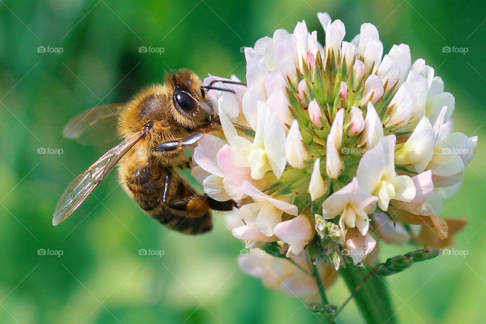 A bee at the clover flower