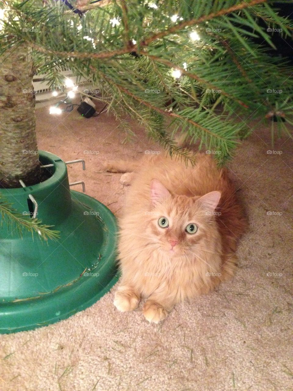 The cat loves the Christmas tree!!