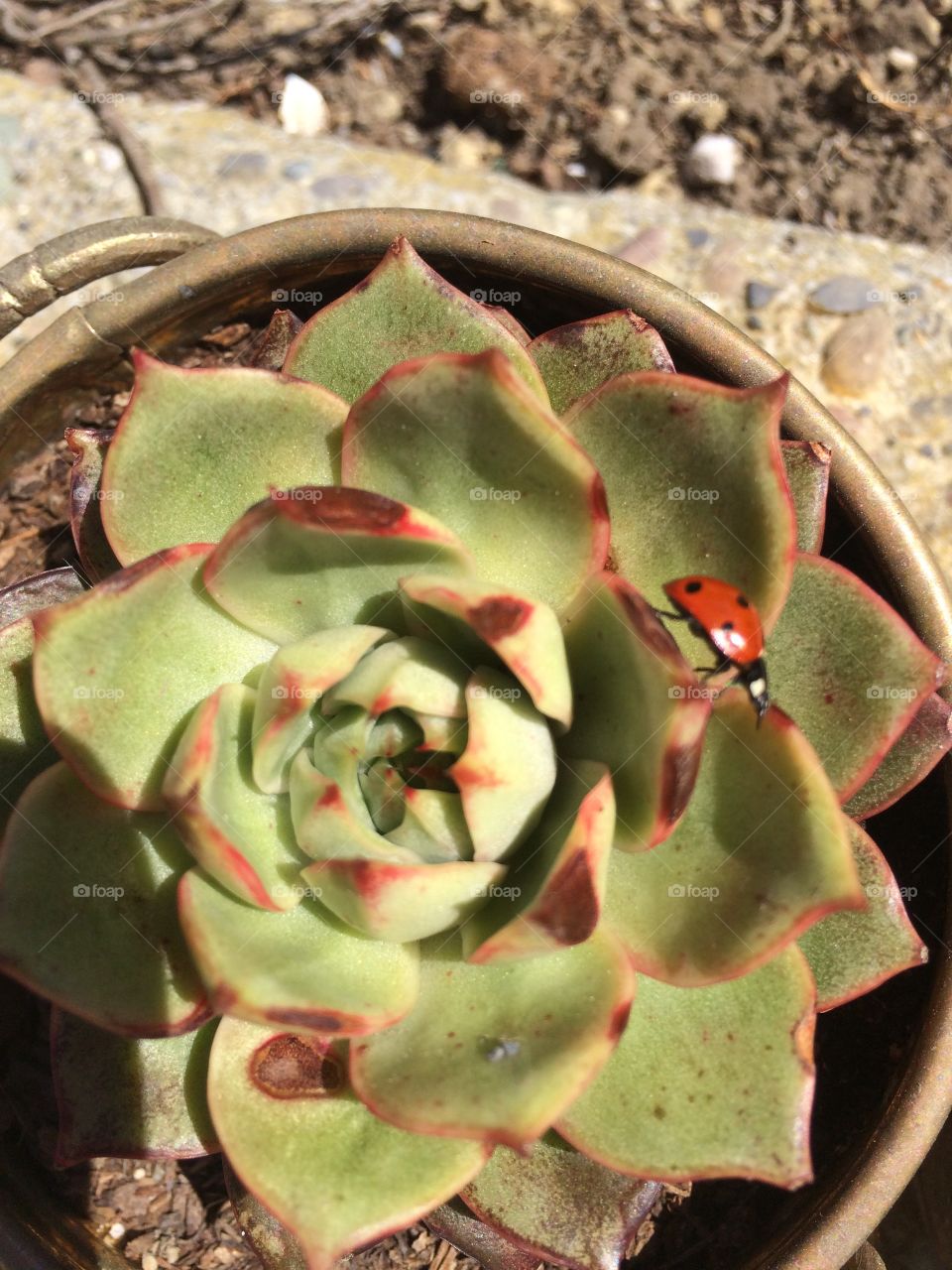 Ladybug on Succulent. Lady bug explores the edges of a plant