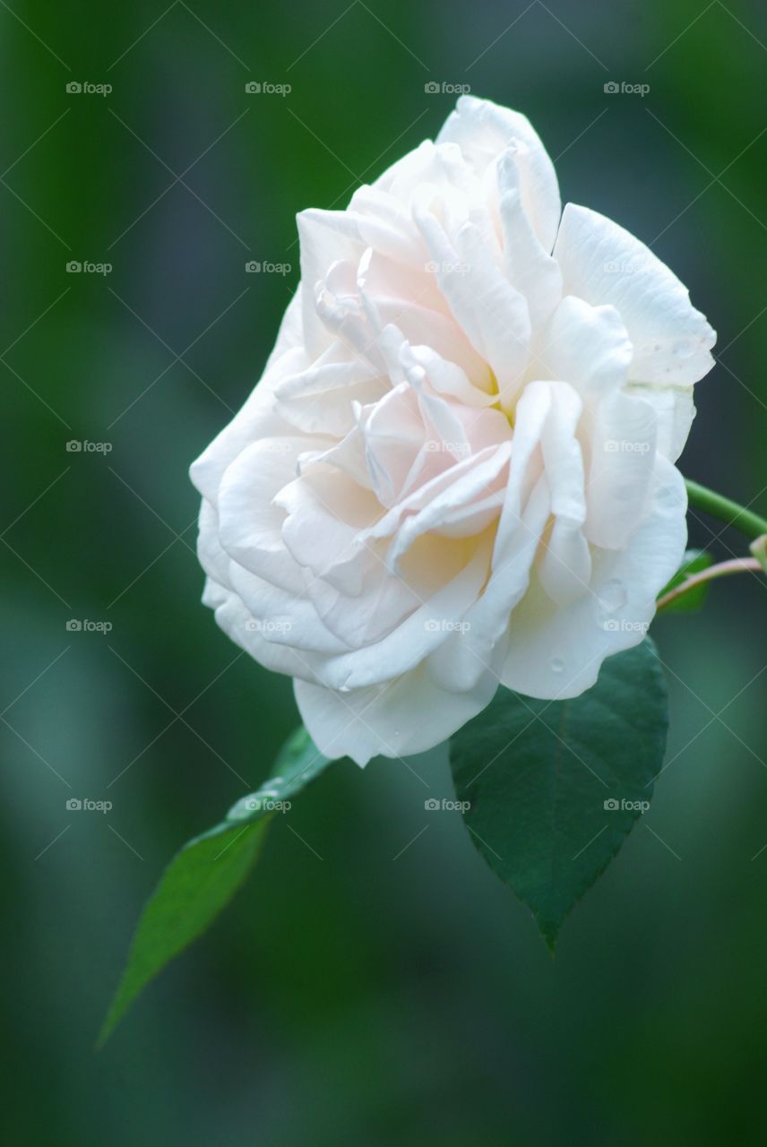 beautiful untuk wallpaper sangat natural