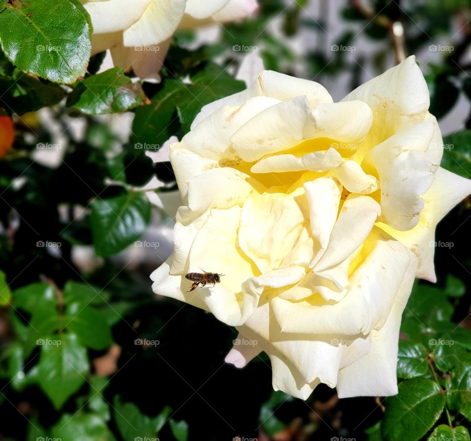 Rose#spring#nature#bee#leaves