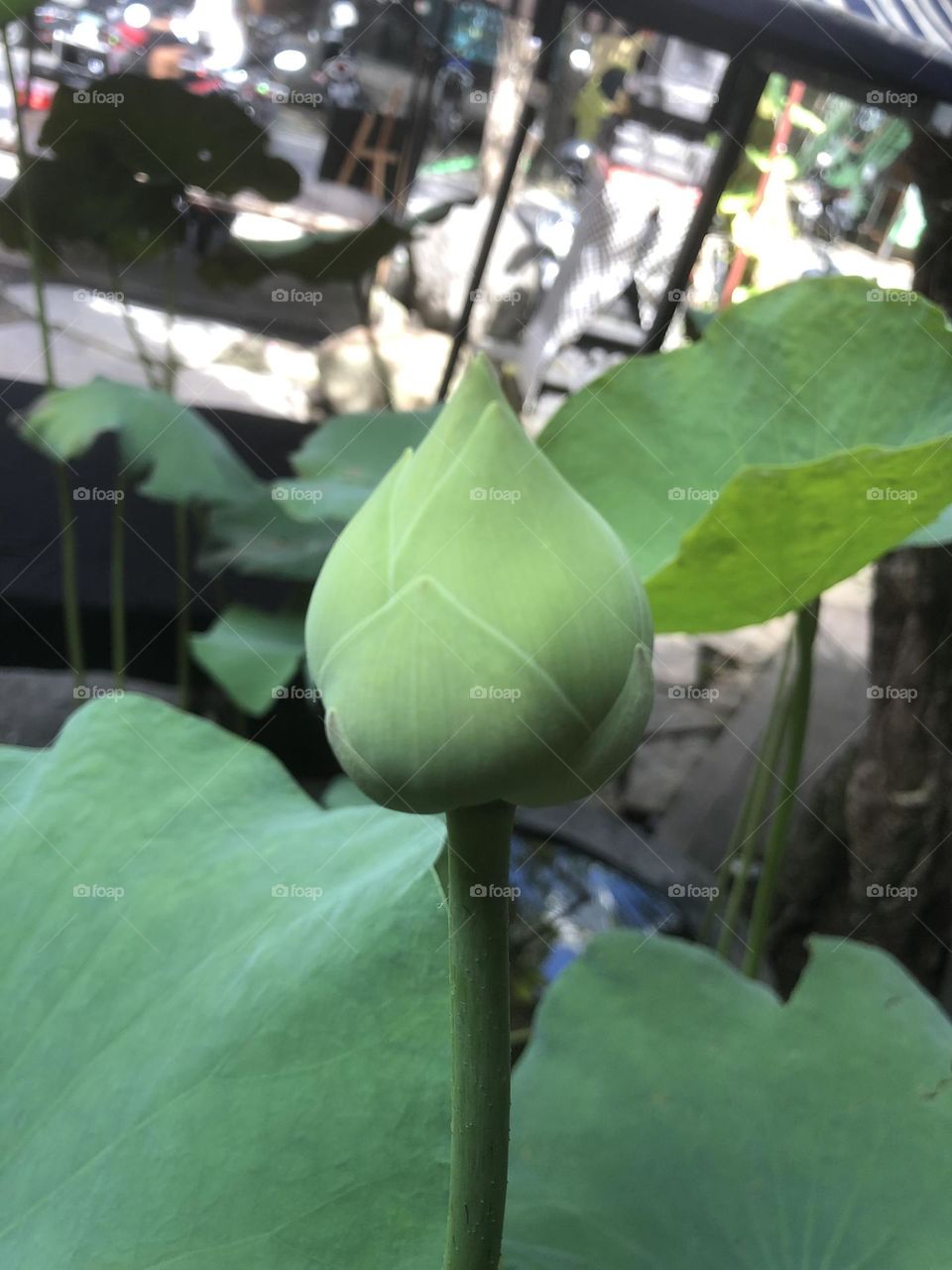 Bud lotus
