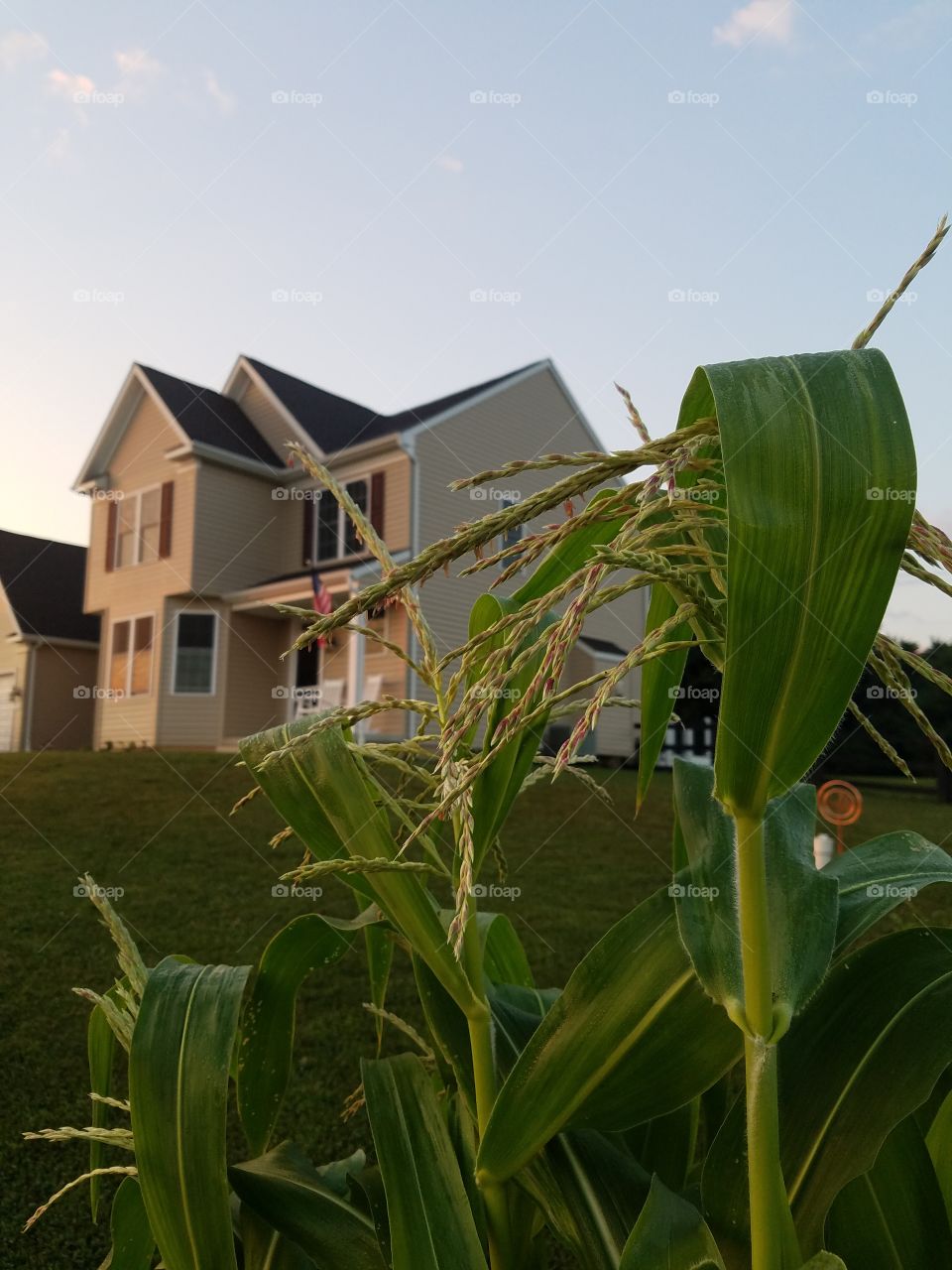 House thru the corn fields