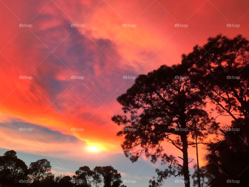 Silhouettes of tall pine trees against a spectacular blazing sunset.