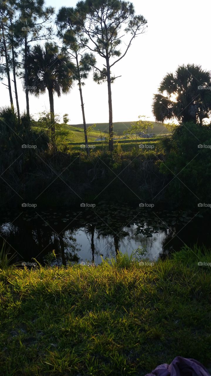 Florida Landscape